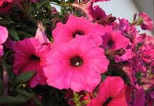 Video priča: Uzgoj cvijeća obitelji Bagić u Kutini