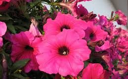 Video priča: Uzgoj cvijeća obitelji Bagić u Kutini