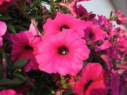 Video priča: Proizvodnja cvijeća u Kutini – Vrtlarstvo Bagić