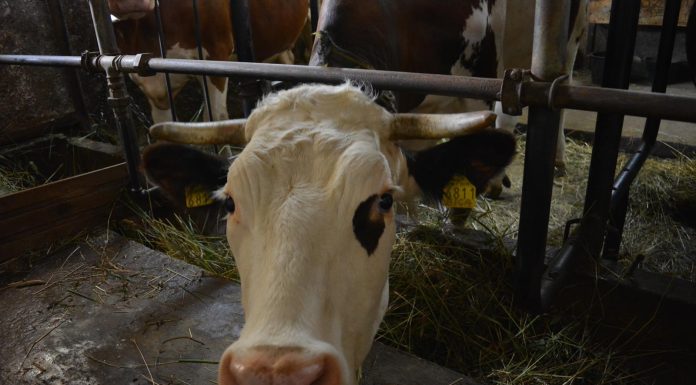 Dodijeljene nove potpore za povećanje stočarske proizvodnje