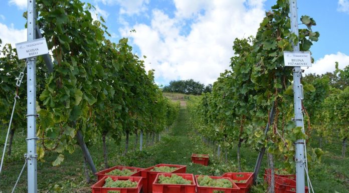 Župan Kolar u berbi u vinogradu autohtonih sorata vinove loze:
