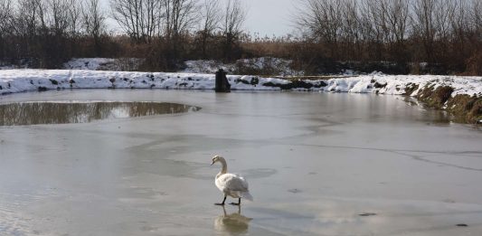 Zimsko prebrojavanje ptica vodarica u Karlovačkoj županiji održano četvrti puta