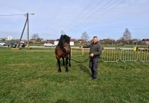 Video priča: Ocjenjivanje najbrojnije autohtone pasmine konja hrvatski hladnokrvnjak – Popovača